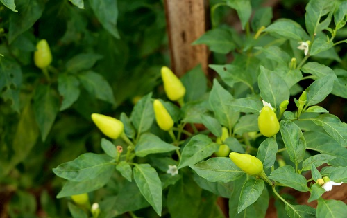 1658889982155237.png image.png