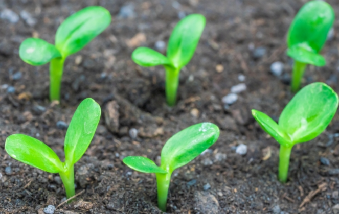 1679984569167260.png 1679984569167260.png