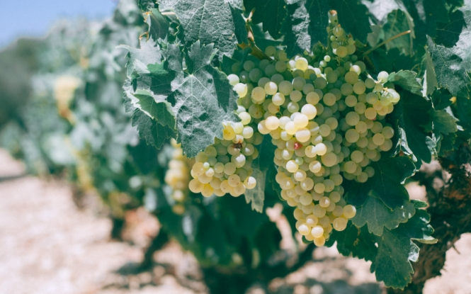 1680075890490874.png 高智能土壤肥料养分检测仪可有效控制土壤施肥量