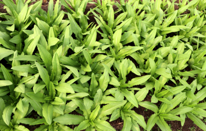 1681453746196046.png 土壤水势测定仪的使用方法