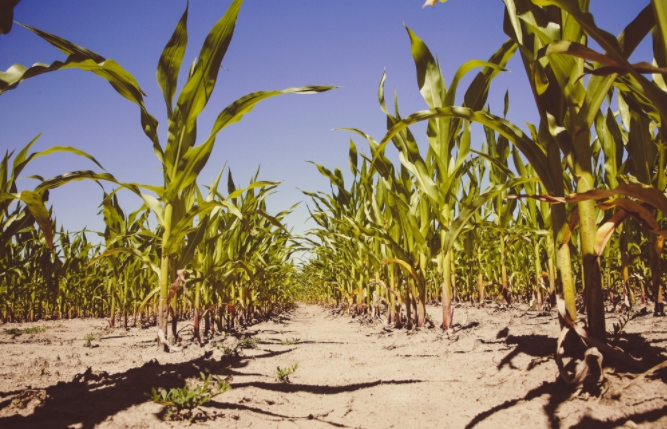 1681717177173218.png 土壤重金属速测仪