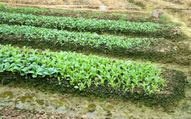 1684726092937617.png 土壤养分速测仪